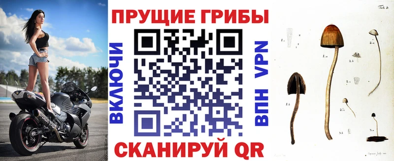 наркотики Грозный Галлюциногенные грибы Cubensis